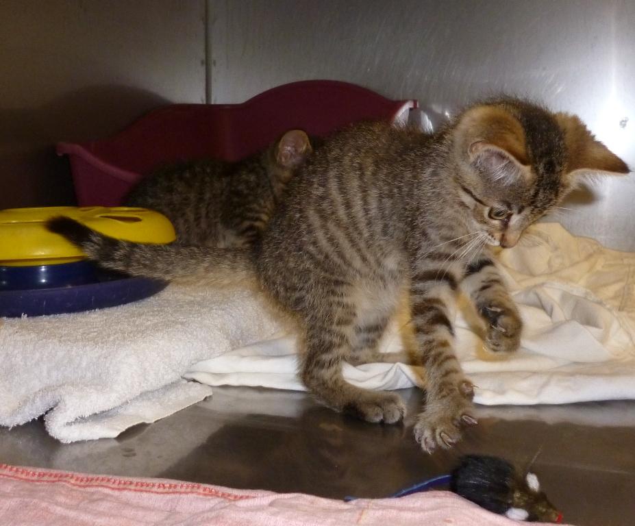 Katzenkinder | Tierheim Bad Kreuznach